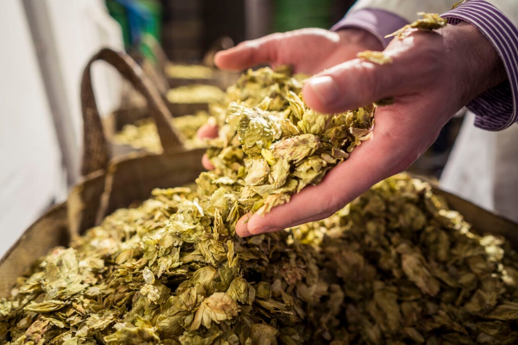 Hands scooping a large pile of dried hop flowers used in beer brewing