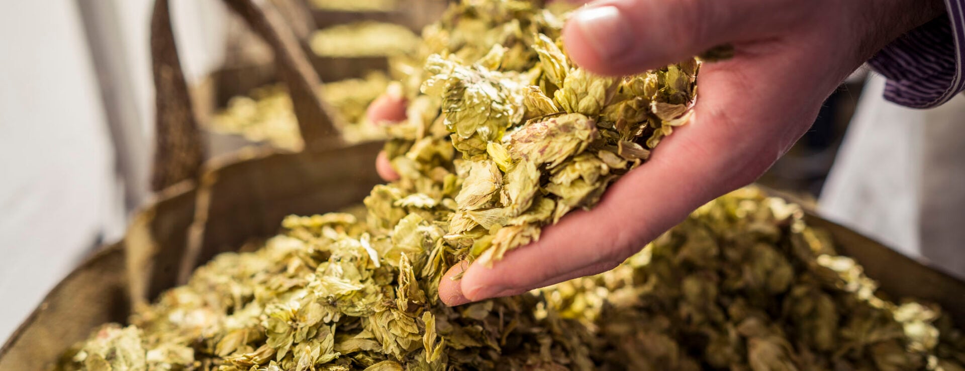 Hands scooping a large pile of dried hop flowers used in beer brewing